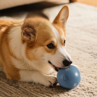 Eco Friendly Pet Training Ball Waterproof Water Resistant Multi Sport Training