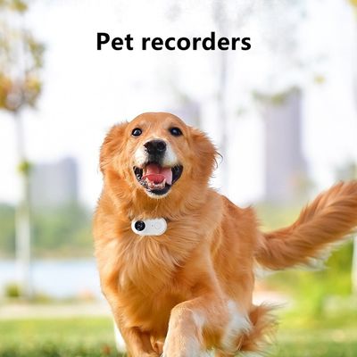 Metal Wireless Collar Pet Camera Free App Night Vision 1080p Full HD