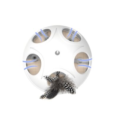 Dog Sports Competition Obedience School Child-Safe Agility Training