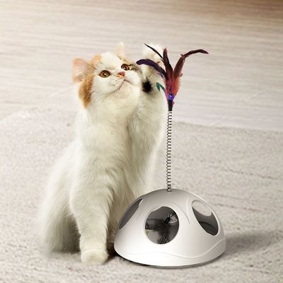 Dog Sports Competition Obedience School Child-Safe Agility Training