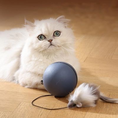 Hypoallergenic Force-Free Training Agility Training Pet Anxiety Relief