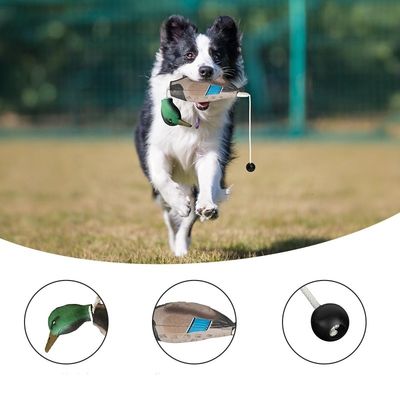 Pet Training Products Dog Training Academy Agility Training Dog Sports Competition Obedience School