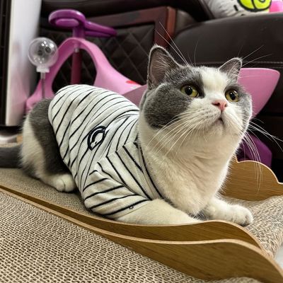 Waterproof Microfiber Cat Clothes Breathable Fabric Machine Washable