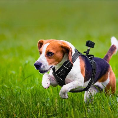 No Monthly Fee GPS Tracker Long Battery Life Global Coverage Replacement Collar